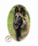 Belgian Shepherd Dog 9T085D-053 oval